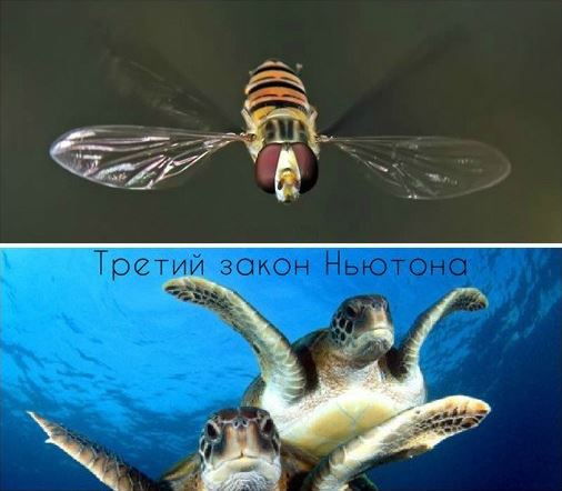 Кто живёт по третьему закону Ньютона